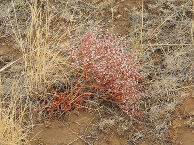 Goniolimon rubellum, photographed by Konstantin Grebennikov