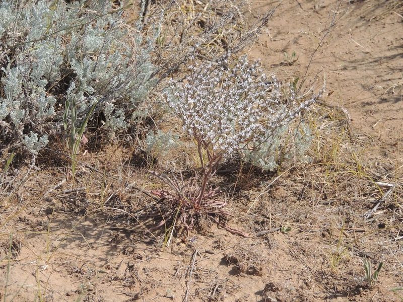 Goniolimon rubellum, photographed by Konstantin Grebennikov