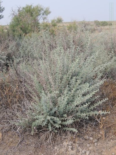 Caragana halodendron, photographed by Konstantin Grebennikov