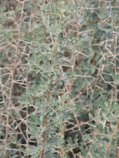 Caragana halodendron, photographed by Konstantin Grebennikov