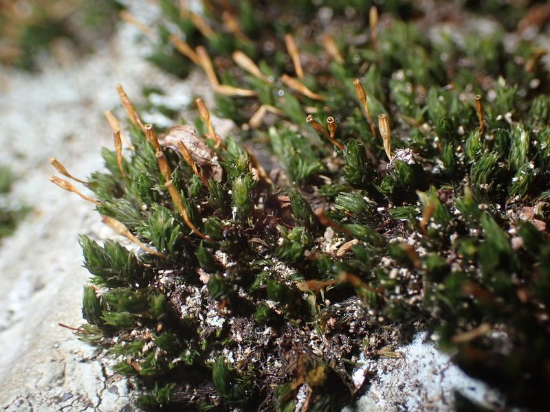 Ulota hutchinsiae, photographed by Roger Rittmaster