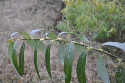 Salix gmelinii, photographed by Оксана Серикова