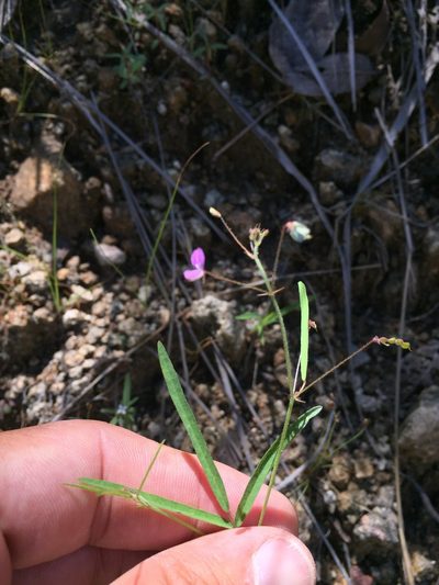 Desmodium rosei, photographed by Scott Loarie