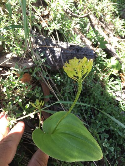 Malaxis brachystachys, photographed by Scott Loarie