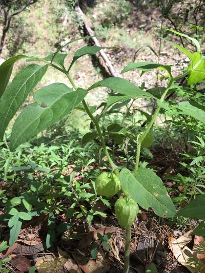 Physalis caudella, photographed by Scott Loarie