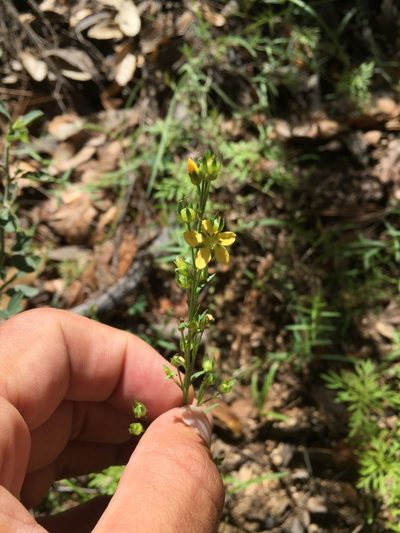 Linum neomexicanum, photographed by Scott Loarie