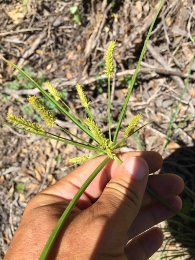 Cyperus mutisii, photographed by Scott Loarie
