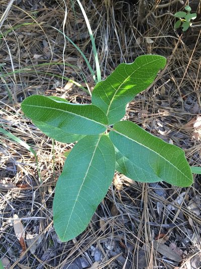 Asclepias hypoleuca, photographed by Scott Loarie
