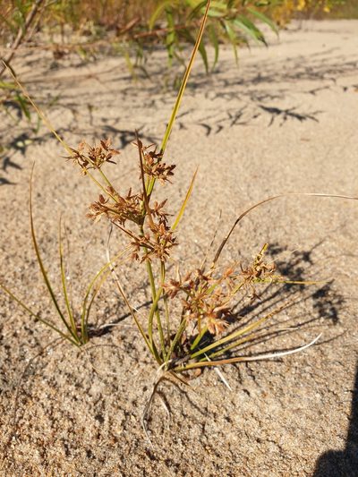 Cyperus dentatus, photographed by Étienne Léveillé-Bourret