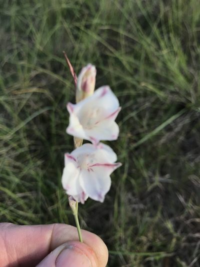 Gladiolus wilsonii, photographed by Andrew Gillespie