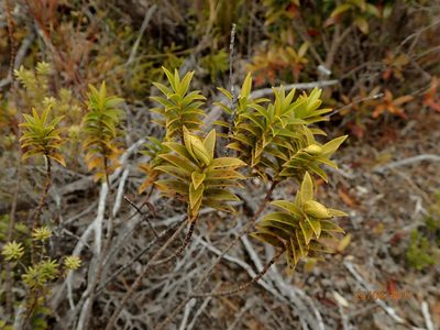 Veronica subfulvida, photographed by Duncan Cunningham