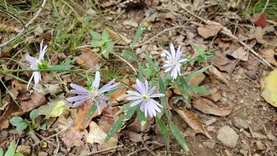 Symphyotrichum retroflexum, photographed by Sean Feirstein