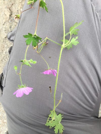 Geranium albanum, photographed by Andre Hosper