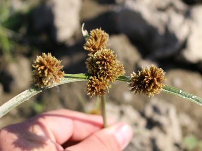 Cyperus glomeratus, photographed by Юрий Данилевский (Yuriy Danilevsky)