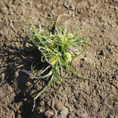 Cyperus michelianus, photographed by Юрий Данилевский (Yuriy Danilevsky)