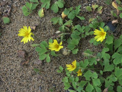 Ixeris repens, photographed by Oleg Kosterin