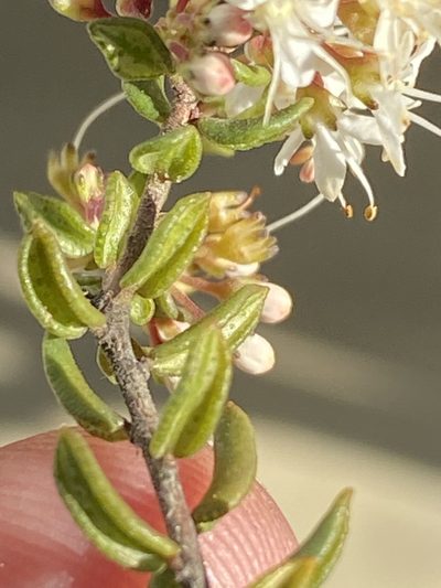 Agathosma ovalifolia, photographed by Dave U