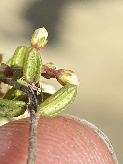 Agathosma ovalifolia, photographed by Dave U