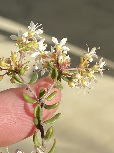 Agathosma ovalifolia, photographed by Dave U