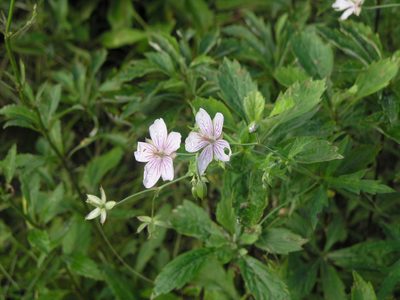 Geranium krameri, photographed by Oleg Kosterin