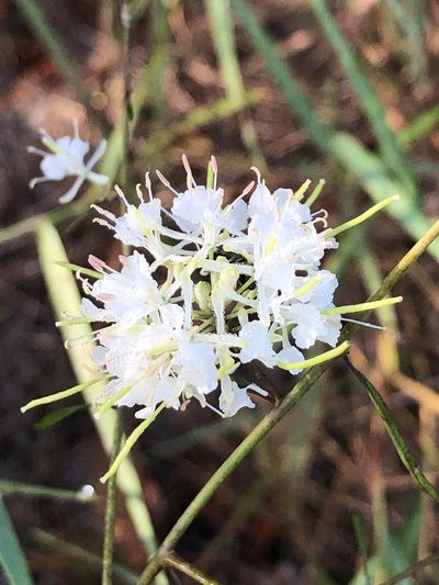 Warea carteri, photographed by novvictan