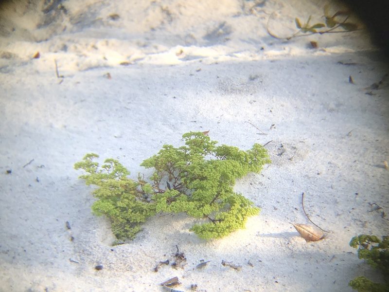 Paronychia chartacea, photographed by novvictan