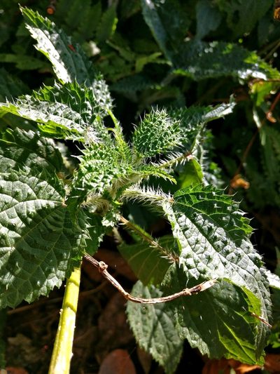 Urtica ardens, photographed by Chayant Gonsalves