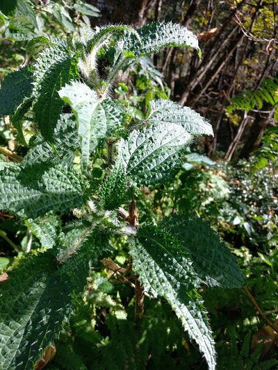 Urtica ardens, photographed by Chayant Gonsalves