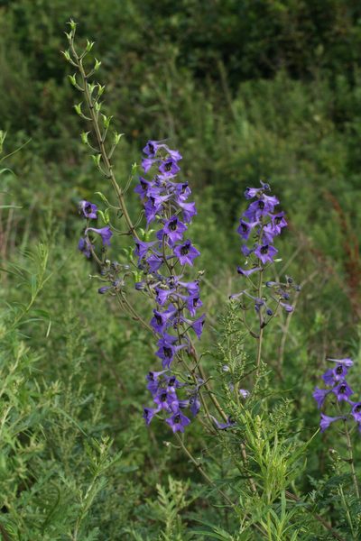 Delphinium maackianum, photographed by Oleg Kosterin