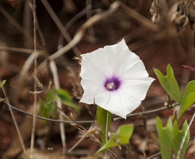Ipomoea incarnata, photographed by Seig