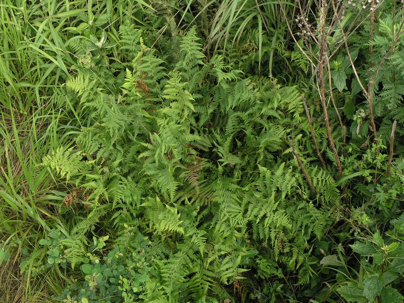 Athyrium yokoscense, photographed by Oleg Kosterin